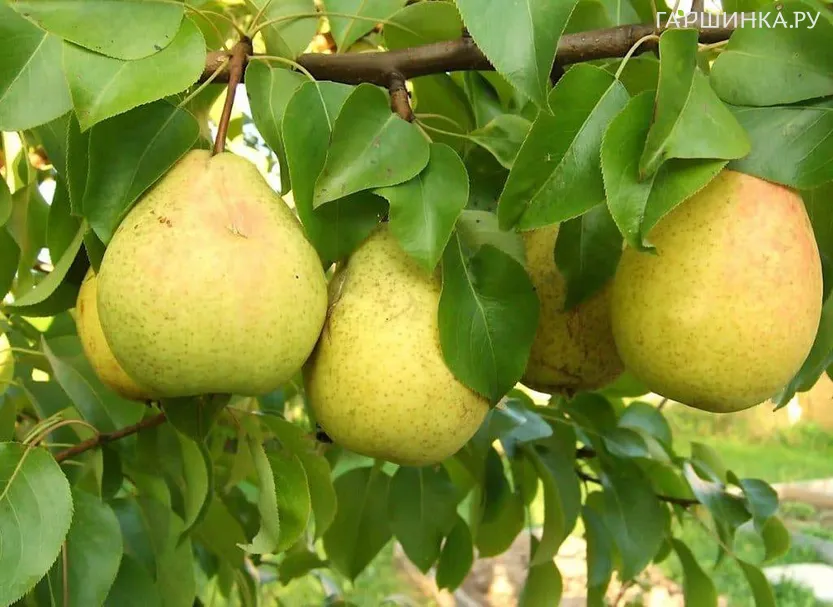 Груша Большая