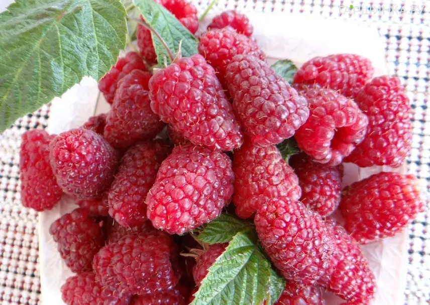 Малина Брусвяна ремонтантная красная