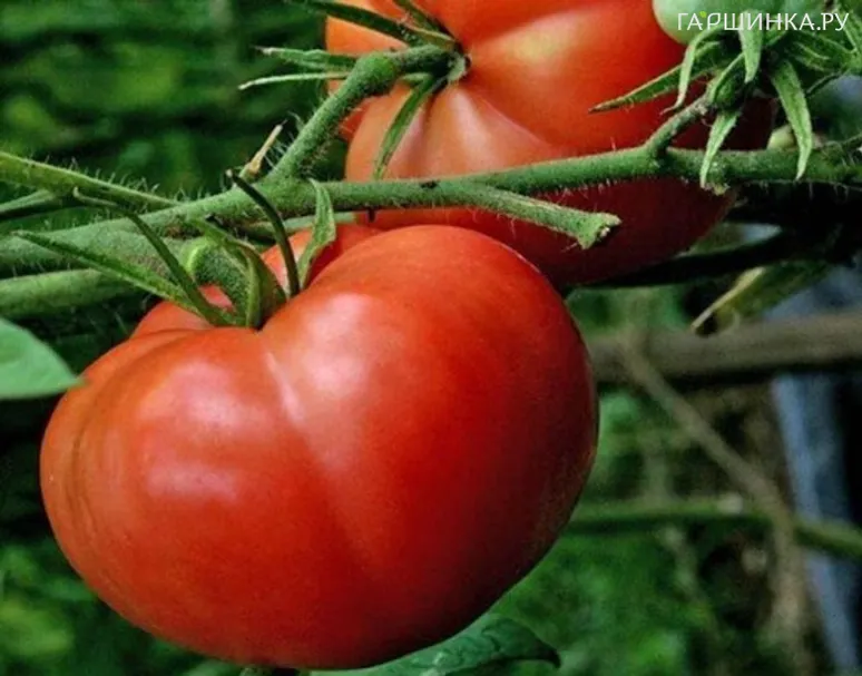 Томат Бугай красный 20 шт