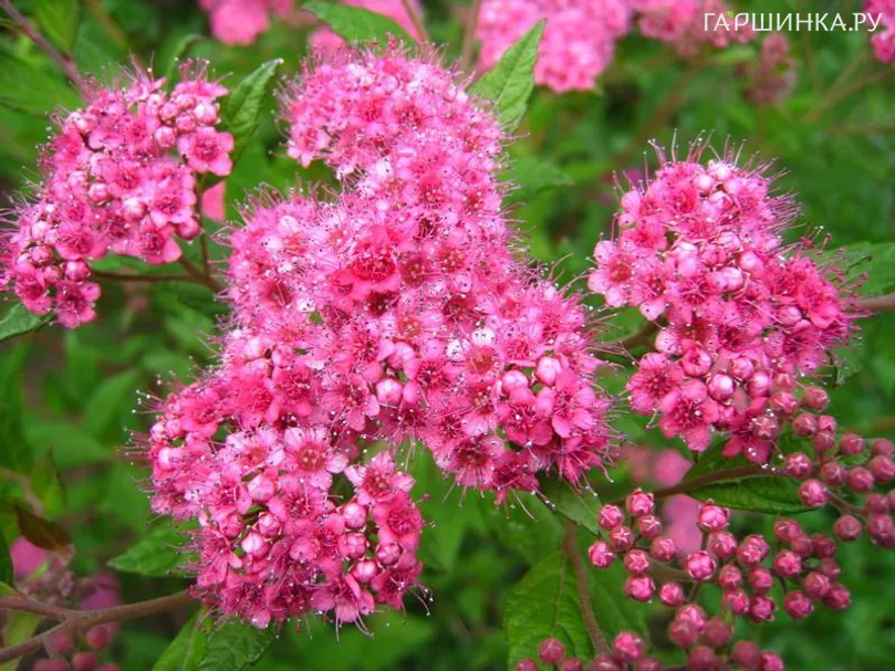 Спирея Бумальда