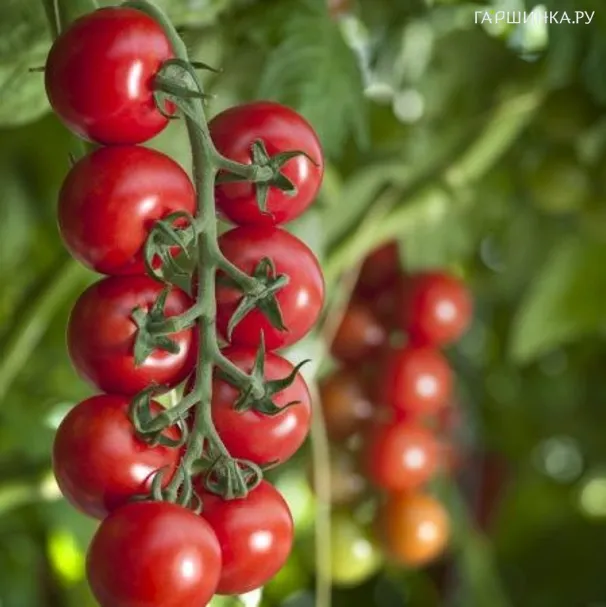 Томат Бычий глаз 20 шт