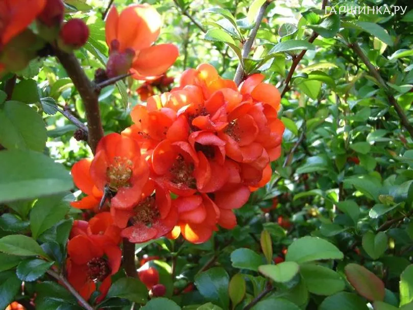 Айва японская