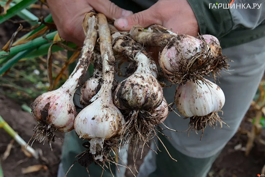 Чеснок озимый сорт Шадейка 0.5кг/уп