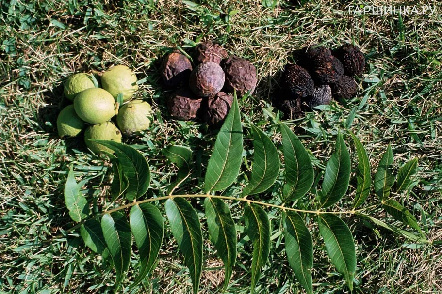 Орех черный