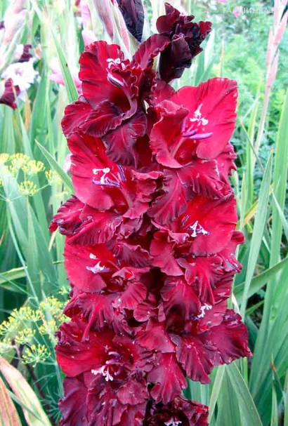 Гладиолус Демон