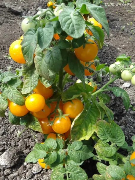 Томат Детки конфетки