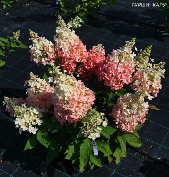 Гортензия Беби Лейс (Детское кружево) метельчатая