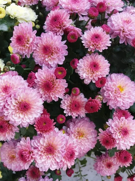 Хризантема мультифлора Джиджи Пинк