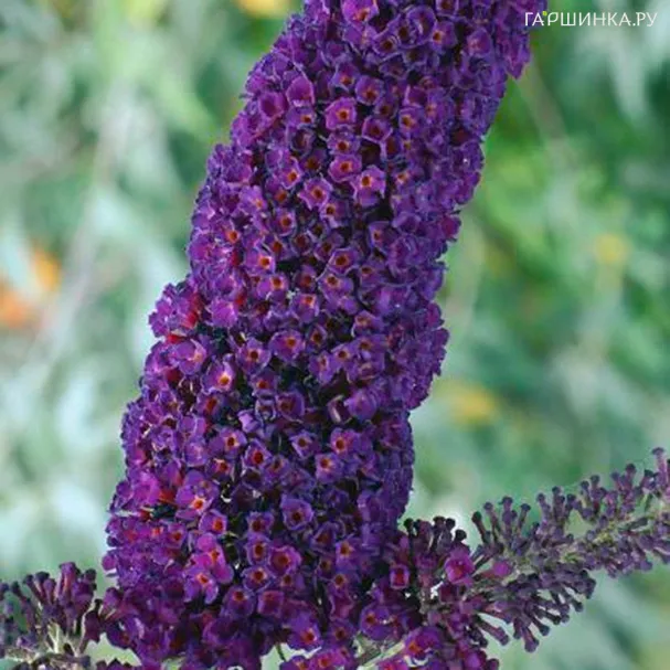 Буддлея Блэк Найт