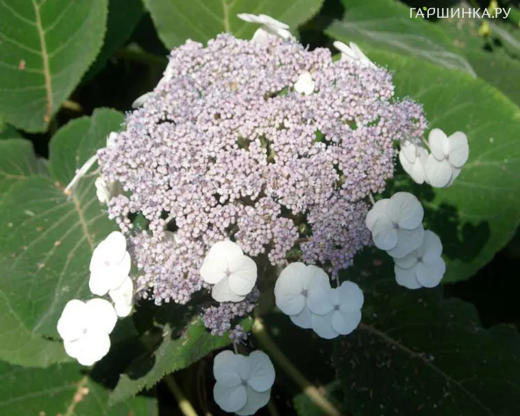 Гортензия Саржента шершавая
