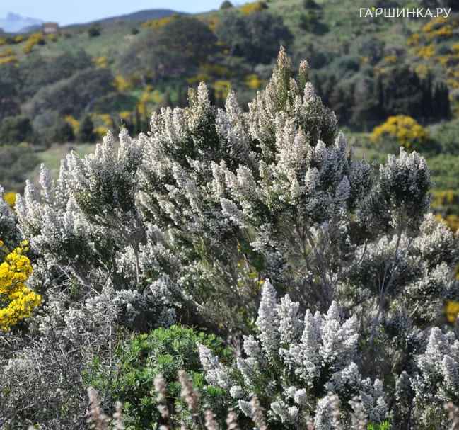 Эрика древовидная