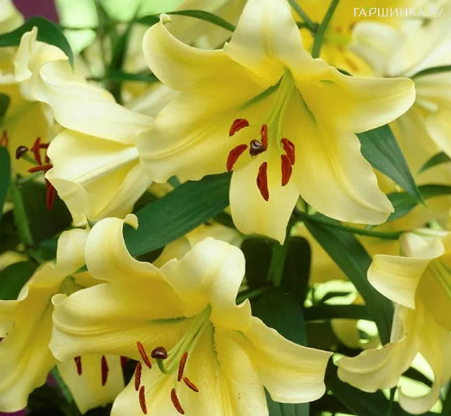 Лилия Еллоуин ОТ-гибрид желтая