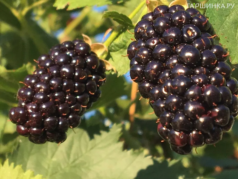 Ежевика Агавам