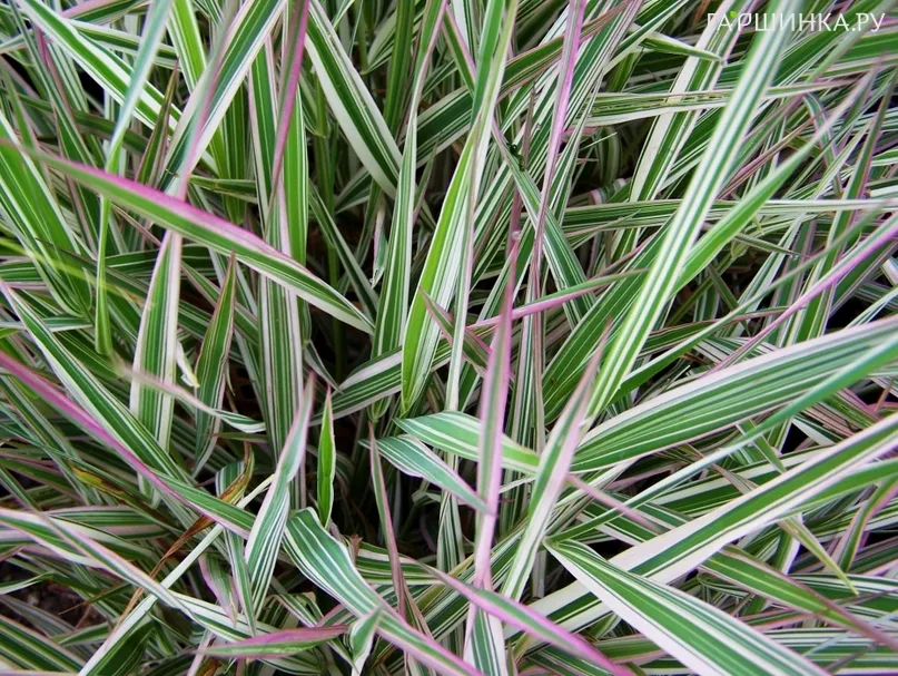 Фалярис Пикта