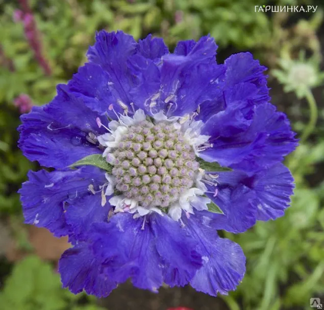 Скабиоза Фама Дип Блу