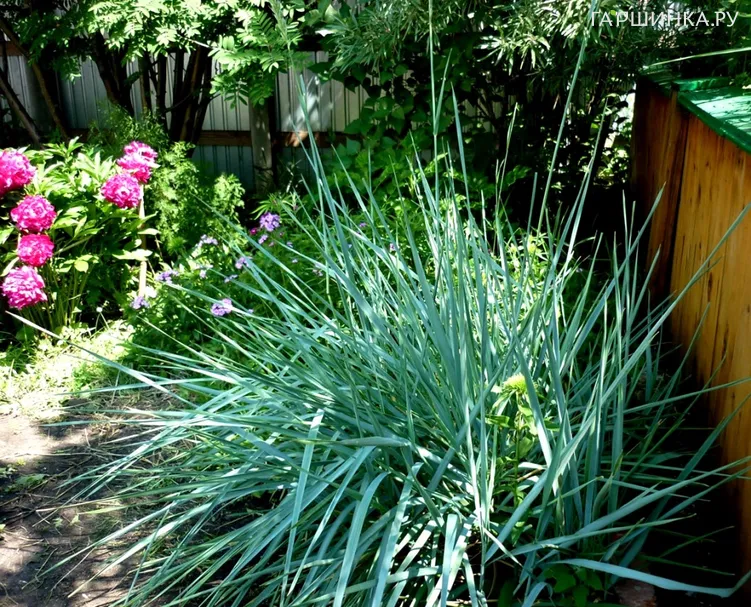 Колосняк (Элимус) песчаный Блю Дюн