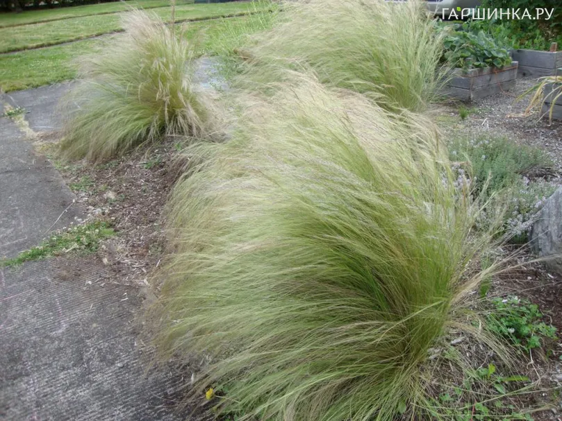 Ковыль волосовидный