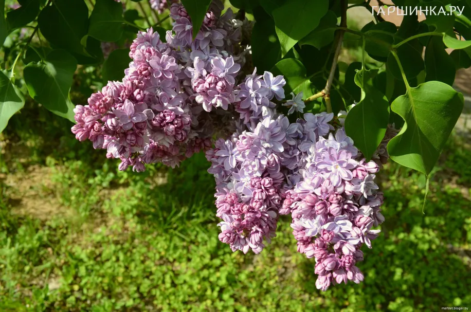 Сирень П.П. Кончаловский