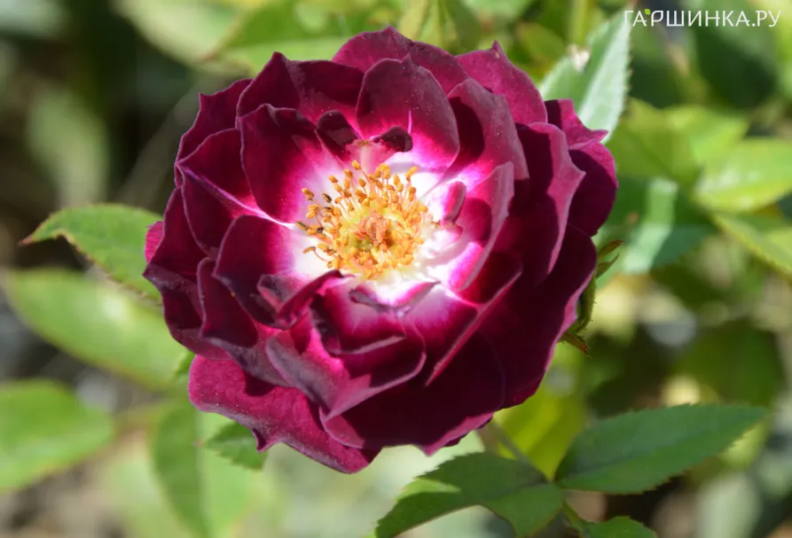 Роза Даймонд Айс, Викс (лиц)