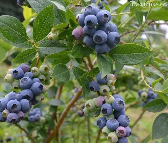 Голубика Спартан