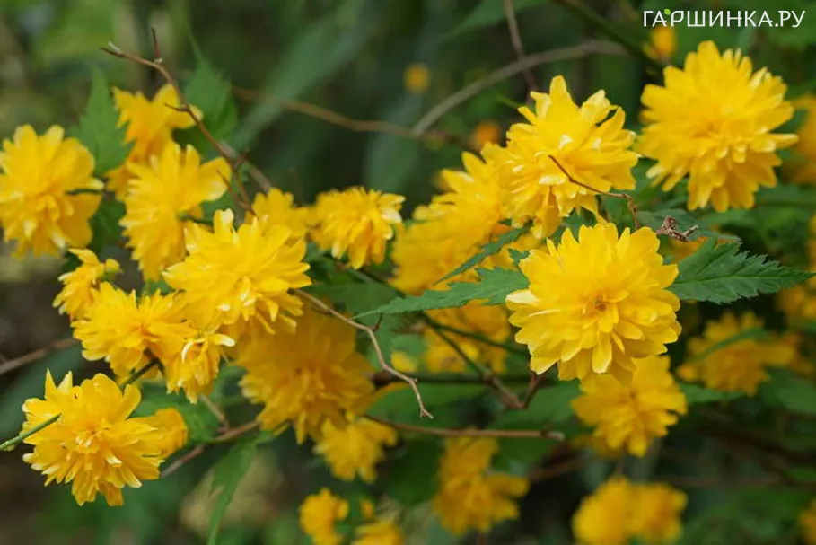 Керрия Ауреовариегата японская