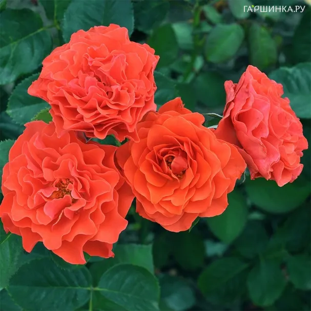 Роза Леди оф Белград, Фено Гено (лиц)