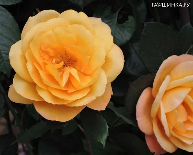 Роза Страйк Ит Рич, Викс (лиц)