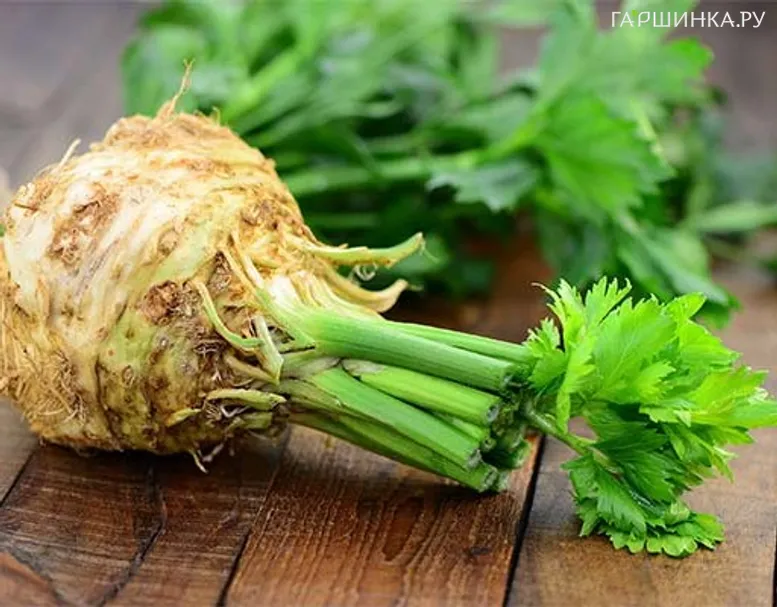 Сельдерей Егор корневой
