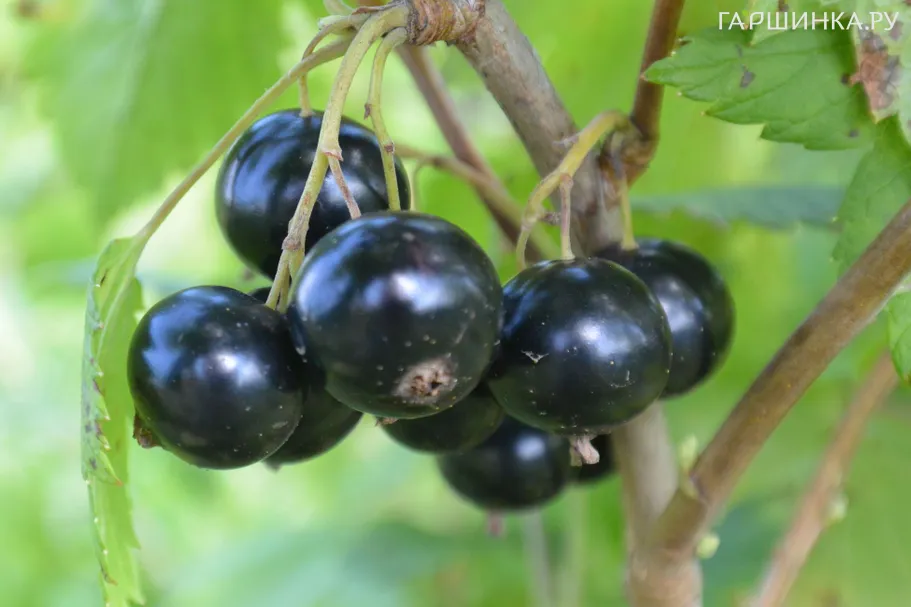 Смородина Селеченская-2 черная (очень крупная ягода)