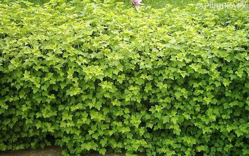 Смородина альпийская Шмидт