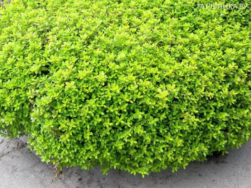 Тимьян Голди лимоннопахнущий