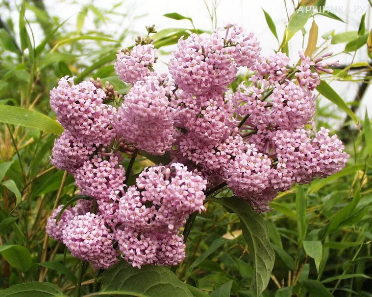 Сирень Престон Гайавата