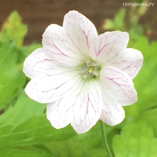 Герань садовая Тесс