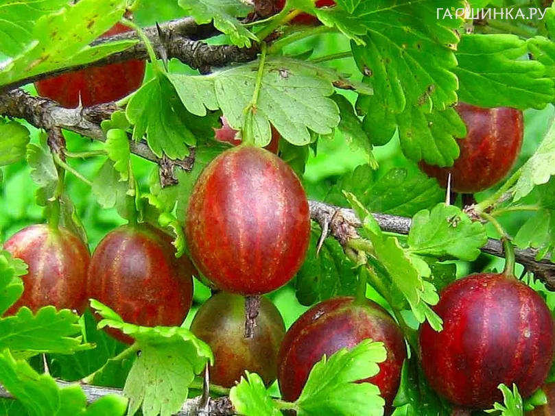 Крыжовник Майский герцог