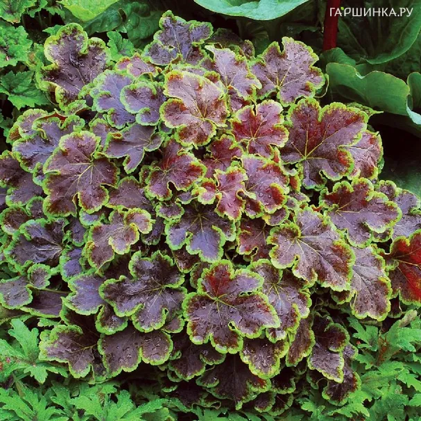 Гейхерелла Солар Эклипс