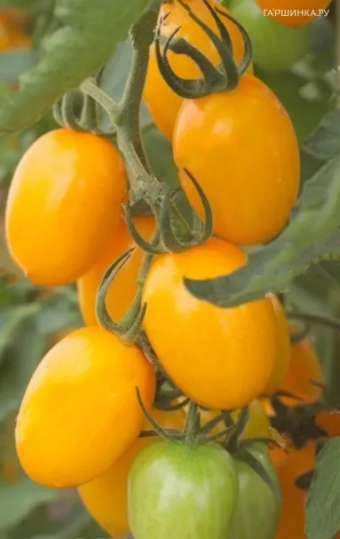 Томат Гейша F1