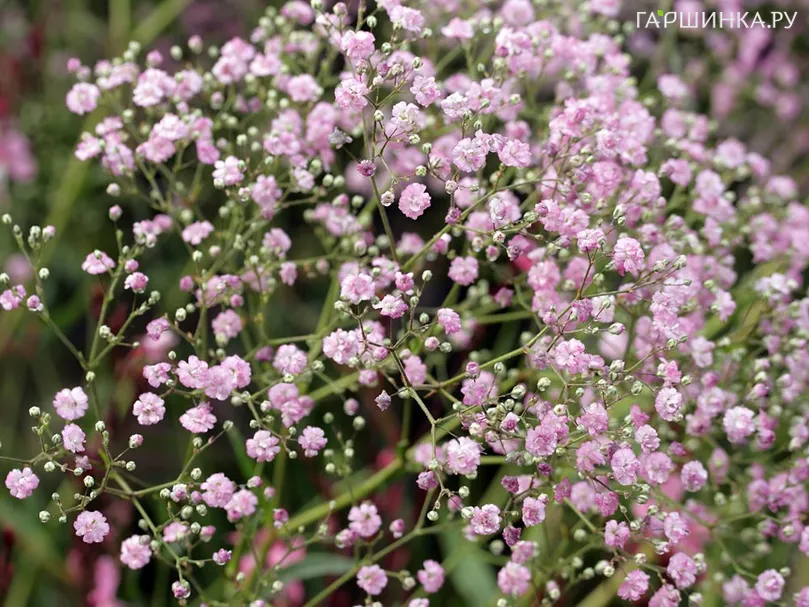 Гипсофила Фламинго