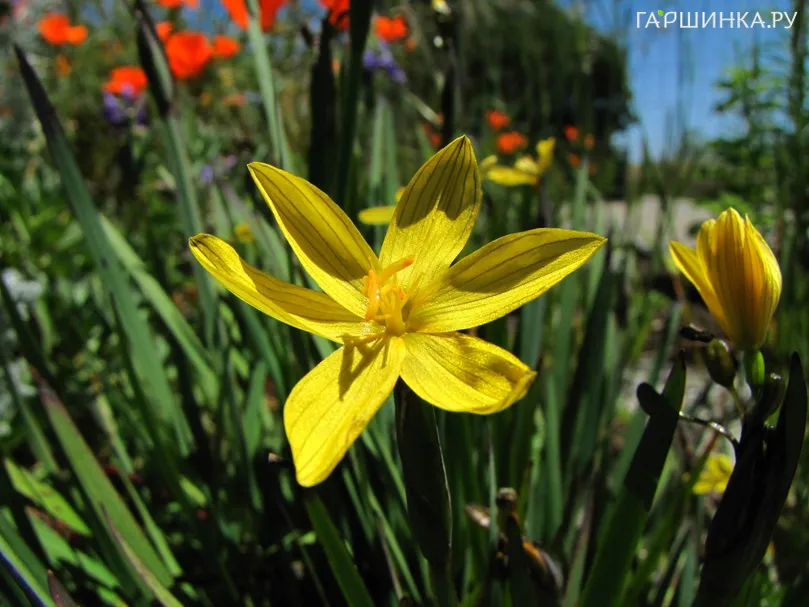 Голубоглазка калифорнийская