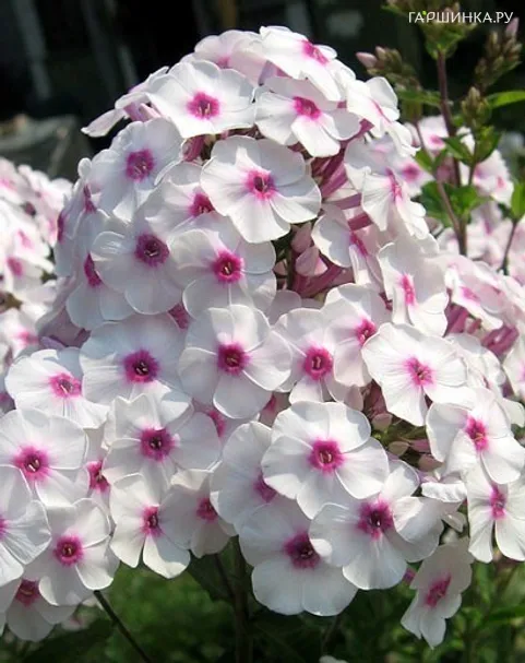 Флокс метельчатый Граф Цеппелин