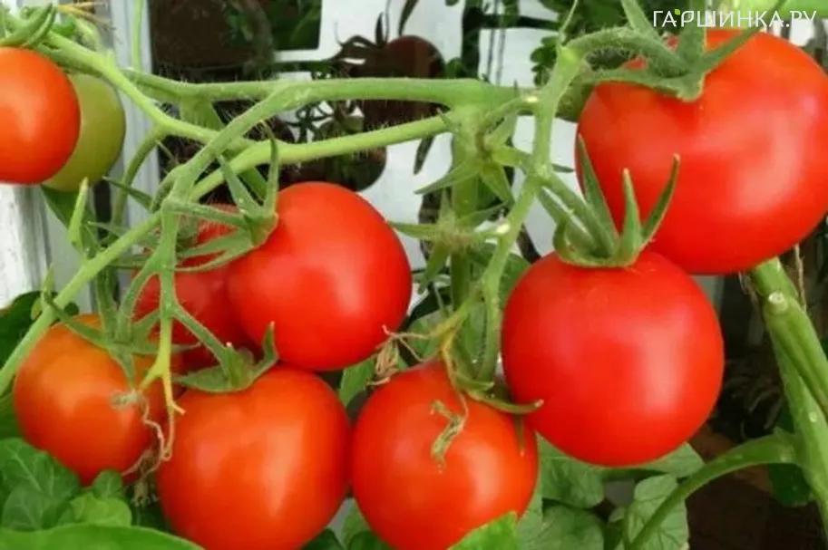 Томат Григорашик F1 15шт