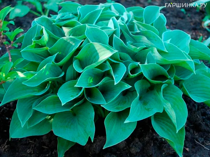 Хоста Блу Кадет