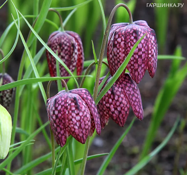 Рябчик шахматный