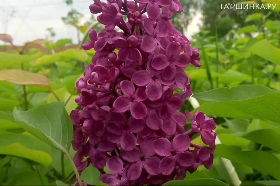 Сирень Индия