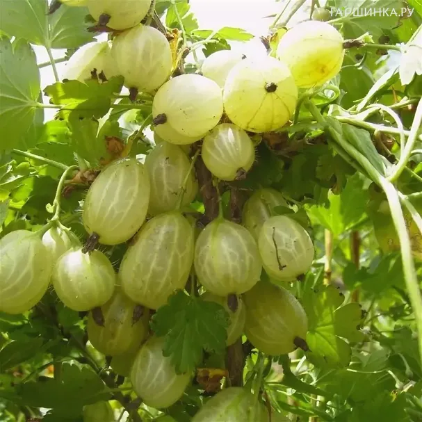 Крыжовник Инвикта