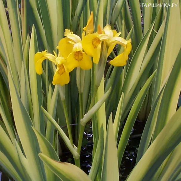 Ирис ложноаировый Вариегата
