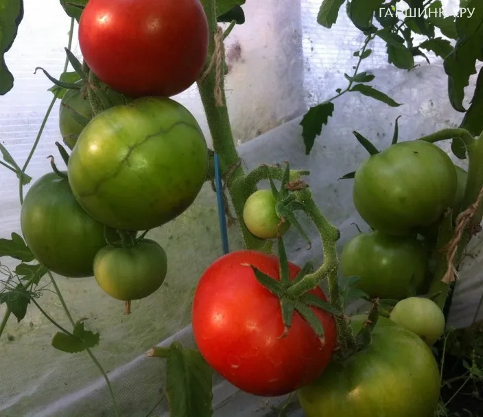 Томат Какаду 15шт