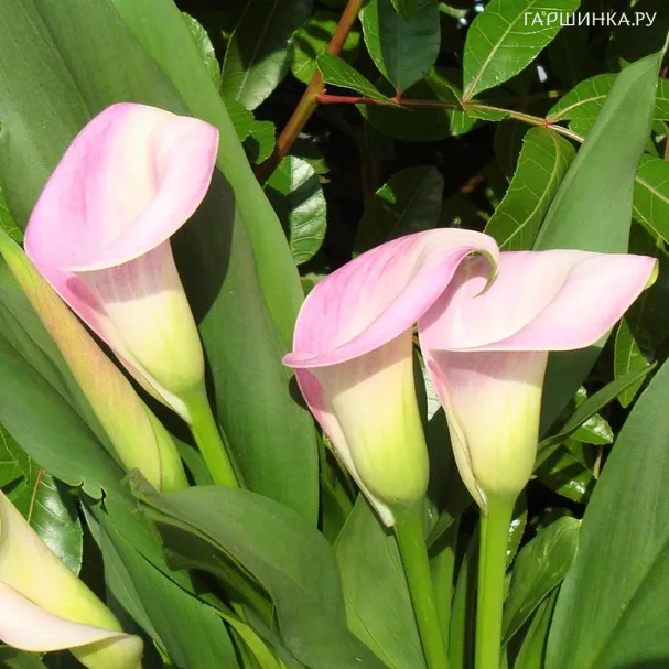 Калла Бразилия