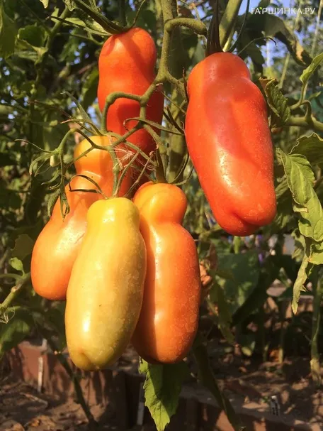 Томат Казанова 20шт