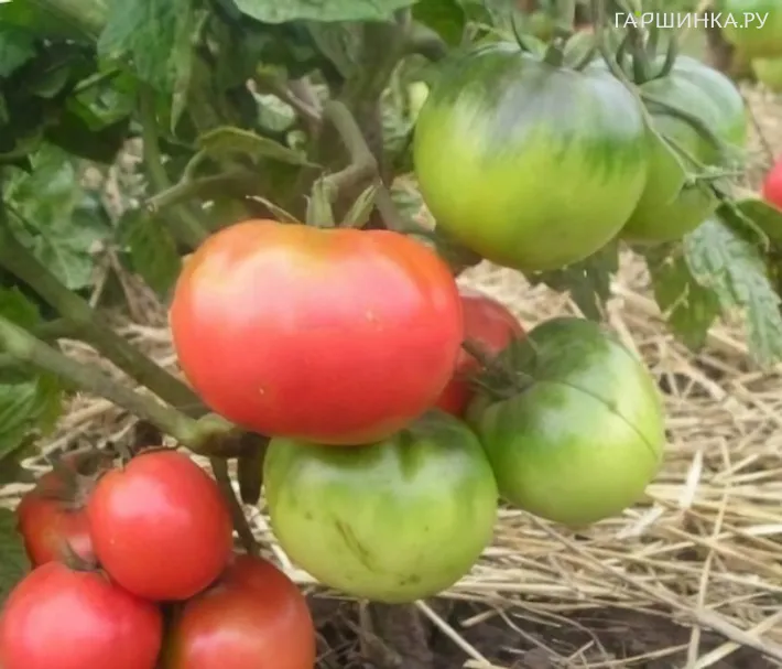 Томат Китайский Розовый