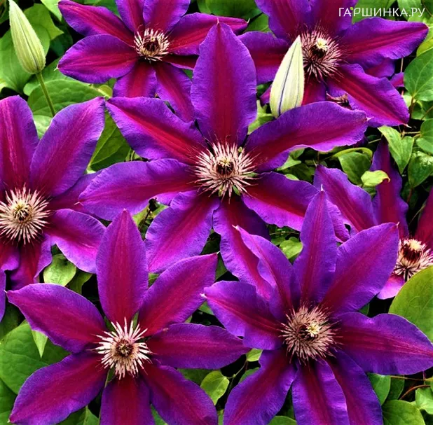 Клематис Акаиши крупноцветковый (2)